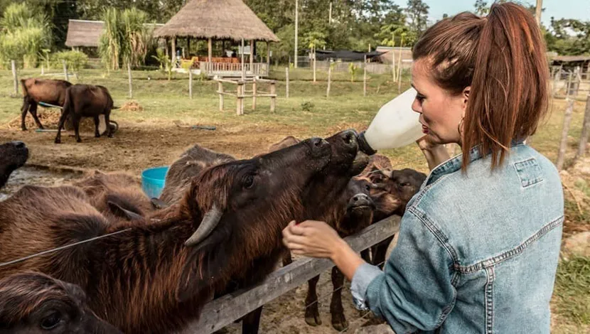Buffalo-Dairy-Farm
